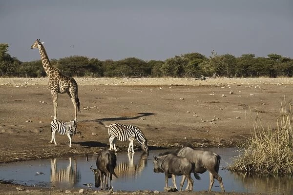 Animals at the waterhole, Etosha National Park, Namibia, Africa