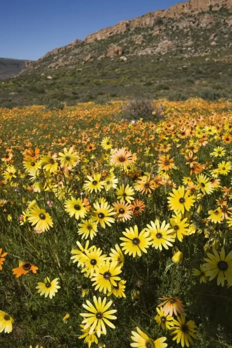Framed Print : Annual spring wildlflower carpets Framed Print : Annual spring wildlflower carpets