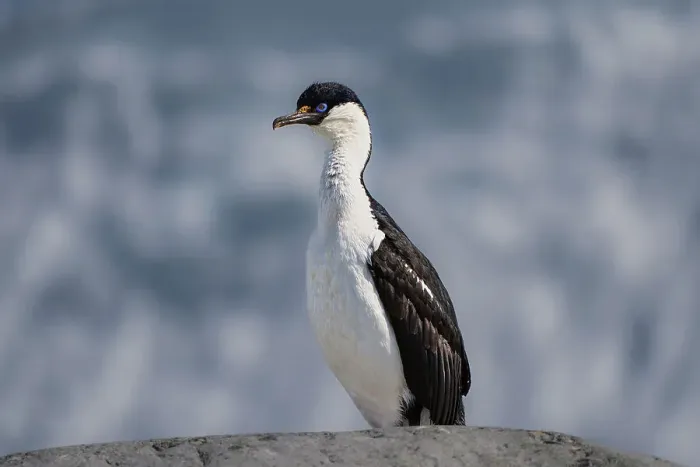 Framed Print : An Antarctic blue-eyed shag (Leucocarbo bransfieldensis), sits atop a rock in the Antarctic peninsula, Antarctica, Polar Regions Framed Print : An Antarctic blue-eyed shag (Leucocarbo bransfieldensis), sits atop a rock in the Antarctic peninsula, Antarctica, Polar Regions