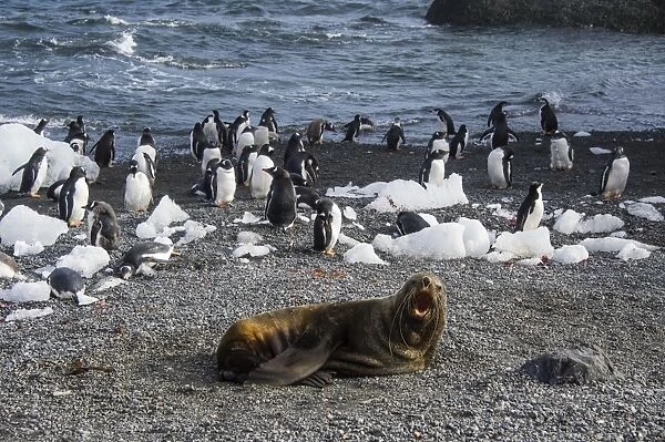 Antarctic fur seal (Arctocephalus gazella) in front of a colony of long-tailed gentoo penguins