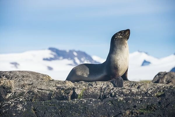 Antarctic fur seal (Arctocephalus gazella), Salisbury plain, South Georgia, Antarctica