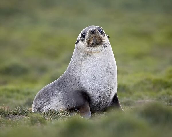 Antarctic fur seal (Arctocephalus gazella) or South Georgia Fur Seal (Arctocephalus tropicalis gazella), Grytviken, South Georgia