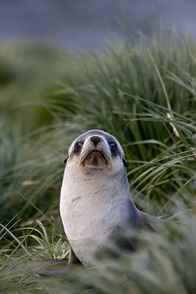 Antarctic fur seal (Arctocephalus gazella), Husvik Island, Antarctic, Polar Regions