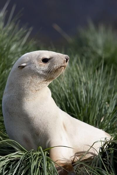 Antarctic fur seal (Arctocephalus gazella), Blond, Husvik Island, Antarctic