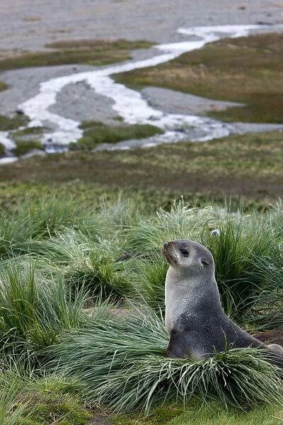Antarctic fur seal (Arctocephalus gazella), Husvik Island, Antarctic, Polar Regions