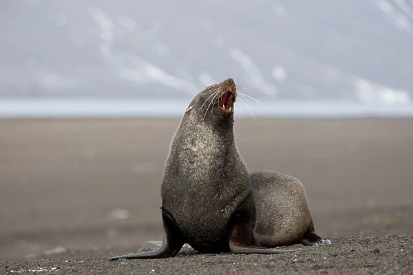 Antarctic fur seal (Arctocephalus gazella), Deception Island, South Shetlands