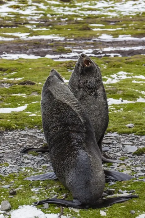 Framed Print : Antarctic fur seal (Arctocephalus gazella) bulls establishing mating territories at the abandoned Stromness Whaling Station, South Georgia Island, South Atlantic Ocean, Polar Regions Framed Print : Antarctic fur seal (Arctocephalus gazella) bulls establishing mating territories at the abandoned Stromness Whaling Station, South Georgia Island, South Atlantic Ocean, Polar Regions