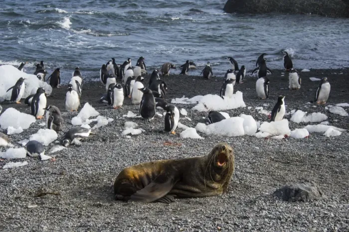 Framed Print : Antarctic fur seal (Arctocephalus gazella) in front of a colony of long-tailed gentoo penguins Framed Print : Antarctic fur seal (Arctocephalus gazella) in front of a colony of long-tailed gentoo penguins