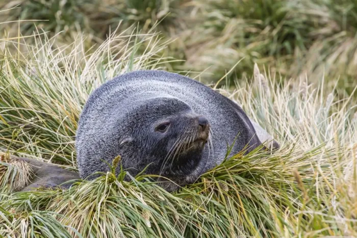 Framed Print : Antarctic fur seal (Arctocephalus gazella) in the tussac grass at Peggotty Bluff, South Georgia Island, South Atlantic Ocean, Polar Regions Framed Print : Antarctic fur seal (Arctocephalus gazella) in the tussac grass at Peggotty Bluff, South Georgia Island, South Atlantic Ocean, Polar Regions