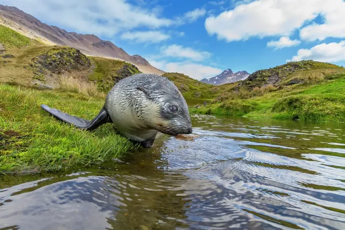 Framed Print : Antarctic fur seal pup (Arctocephalus gazella) near the abandoned whaling station at Stromness Bay on South Georgia, Polar Regions