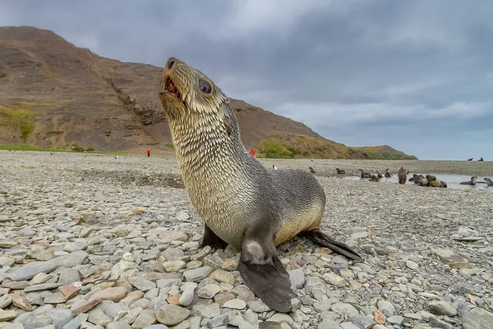Framed Print : Antarctic fur seal pup (Arctocephalus gazella) near the abandoned whaling station at Stromness Bay on South Georgia, Polar Regions