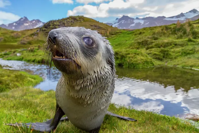 Framed Print : Antarctic fur seal pup (Arctocephalus gazella) near the abandoned whaling station at Stromness Bay on South Georgia, Polar Regions