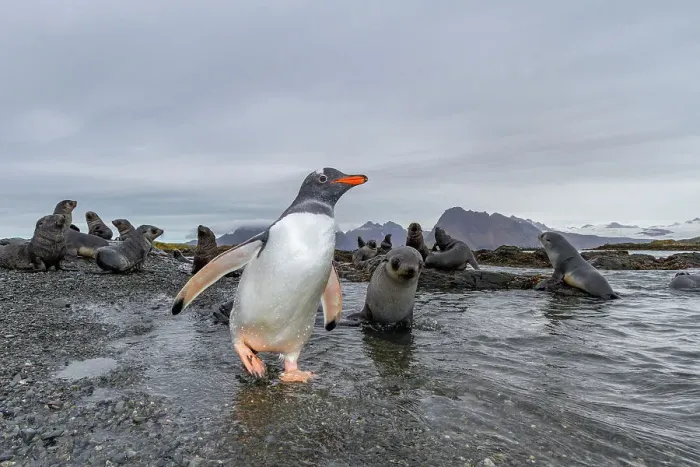 Framed Print : Antarctic fur seal pup (Arctocephalus gazella) on Prion Island in the Bay of Isles on South Georgia, Southern Ocean, Polar Regions