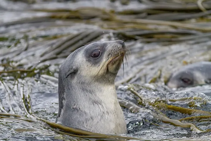Framed Print : Antarctic fur seal pup (Arctocephalus gazella) on Prion Island in the Bay of Isles on South Georgia, Southern Ocean, Polar Regions Framed Print : Antarctic fur seal pup (Arctocephalus gazella) on Prion Island in the Bay of Isles on South Georgia, Southern Ocean, Polar Regions
