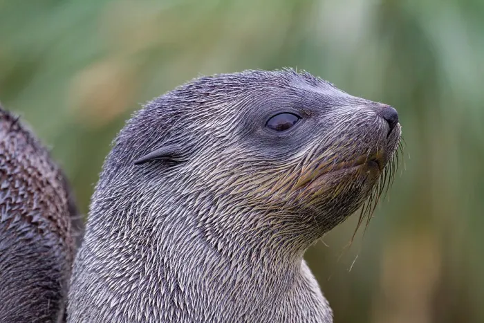 Framed Print : Antarctic fur seal pup (Arctocephalus gazella) on Prion Island in the Bay of Isles on South Georgia, Southern Ocean, Polar Regions Framed Print : Antarctic fur seal pup (Arctocephalus gazella) on Prion Island in the Bay of Isles on South Georgia, Southern Ocean, Polar Regions