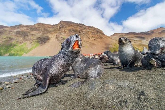 Framed Print : Antarctic fur seal pups (Arctocephalus gazella) near the abandoned whaling station at Stromness Bay on South Georgia, Polar Regions Framed Print : Antarctic fur seal pups (Arctocephalus gazella) near the abandoned whaling station at Stromness Bay on South Georgia, Polar Regions