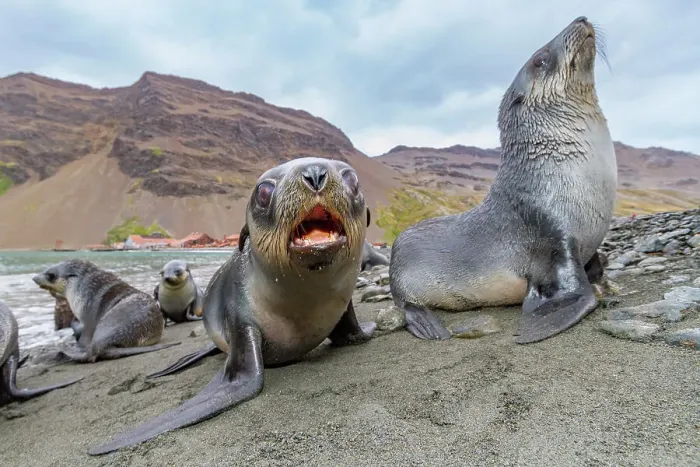 Framed Print : Antarctic fur seal pups (Arctocephalus gazella) near the abandoned whaling station at Stromness Bay on South Georgia, Polar Regions Framed Print : Antarctic fur seal pups (Arctocephalus gazella) near the abandoned whaling station at Stromness Bay on South Georgia, Polar Regions