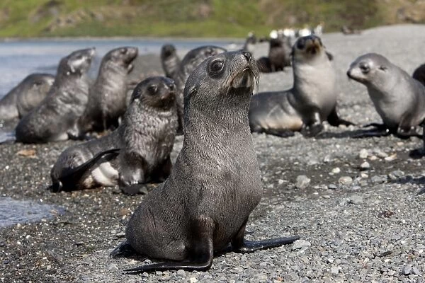 Antarctic fur seal pups (Arctocephalus gazella), Husvik Island, Antarctic, Polar Regions