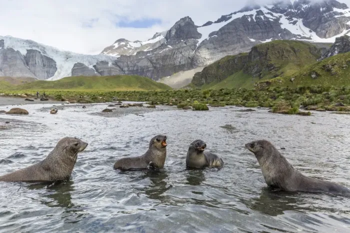 Framed Print : Antarctic fur seal pups (Arctocephalus gazella) mock-fighting in Gold Harbor, South Georgia, UK Overseas Protectorate, Polar Regions Framed Print : Antarctic fur seal pups (Arctocephalus gazella) mock-fighting in Gold Harbor, South Georgia, UK Overseas Protectorate, Polar Regions