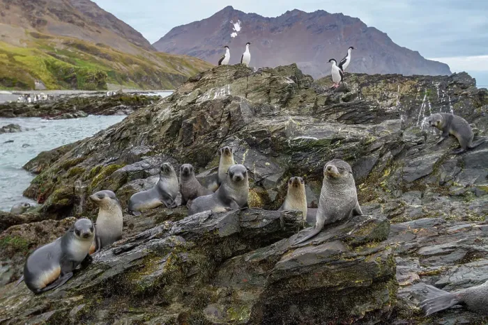 Framed Print : Antarctic fur seal pups (Arctocephalus gazella) playing in Fortuna Bay on South Georgia, Southern Ocean, Polar Regions Framed Print : Antarctic fur seal pups (Arctocephalus gazella) playing in Fortuna Bay on South Georgia, Southern Ocean, Polar Regions