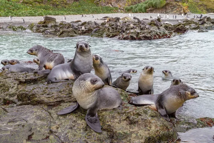 Framed Print : Antarctic fur seal pups (Arctocephalus gazella) playing in Fortuna Bay on South Georgia, Southern Ocean, Polar Regions Framed Print : Antarctic fur seal pups (Arctocephalus gazella) playing in Fortuna Bay on South Georgia, Southern Ocean, Polar Regions