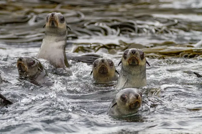 Framed Print : Antarctic fur seal pups (Arctocephalus gazella) on Prion Island in the Bay of Isles on South Georgia, Southern Ocean, Polar Regions Framed Print : Antarctic fur seal pups (Arctocephalus gazella) on Prion Island in the Bay of Isles on South Georgia, Southern Ocean, Polar Regions