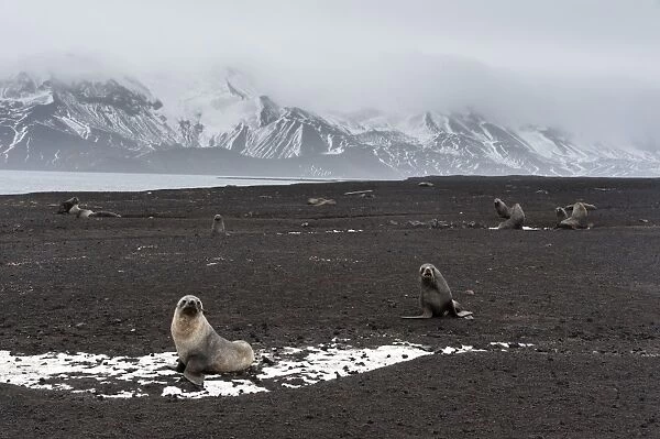Antarctic fur seals (Arctocephalus gazella) on the beach, Deception Island, Antarctica