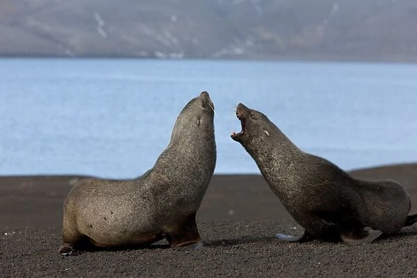 Antarctic fur seals (Arctocephalus gazella), Deception Island, South Shetlands