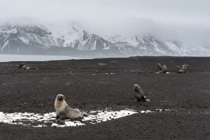 Framed Print : Antarctic fur seals (Arctocephalus gazella) on the beach, Deception Island, Antarctica Framed Print : Antarctic fur seals (Arctocephalus gazella) on the beach, Deception Island, Antarctica