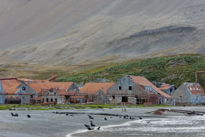 Framed Print : Antarctic Fur Seals in front of the old Whaling Station, Husvik Island Framed Print : Antarctic Fur Seals in front of the old Whaling Station, Husvik Island