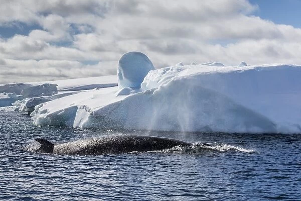 Antarctic Minke whale (Balaenoptera bonaerensis), Booth Island, Antarctica, Southern Ocean, Polar Regions