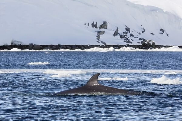 Antarctic Minke whale (Balaenoptera bonaerensis), Booth Island, Antarctica, Southern Ocean, Polar Regions