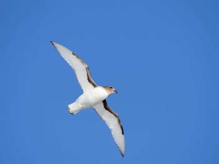 Framed Print : An Antarctic petrel (Thalassoica antarctica), in flight at sea on the way to Peter I Island, Antarctica, Polar Regions Framed Print : An Antarctic petrel (Thalassoica antarctica), in flight at sea on the way to Peter I Island, Antarctica, Polar Regions