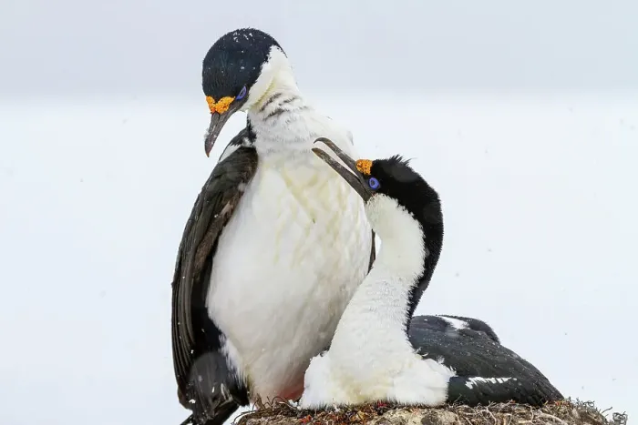 Framed Print : Antarctic shag (Phalacrocorax atriceps bransfieldensis), pair on nest at breeding site at Jougla Point, Antarctica, Polar Regions Framed Print : Antarctic shag (Phalacrocorax atriceps bransfieldensis), pair on nest at breeding site at Jougla Point, Antarctica, Polar Regions