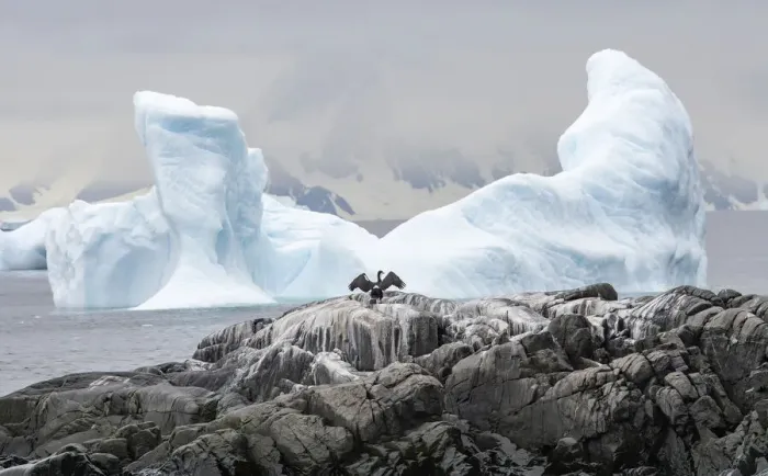 Framed Print : Antarctic shag spreading wings with wing-shaped iceberg, Antarctica, Polar Regions Framed Print : Antarctic shag spreading wings with wing-shaped iceberg, Antarctica, Polar Regions