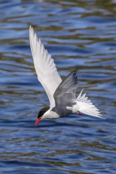 Framed Print : Antarctic tern (Sterna vittata georgiae) in flight in Ocean Harbor, South Georgia Framed Print : Antarctic tern (Sterna vittata georgiae) in flight in Ocean Harbor, South Georgia