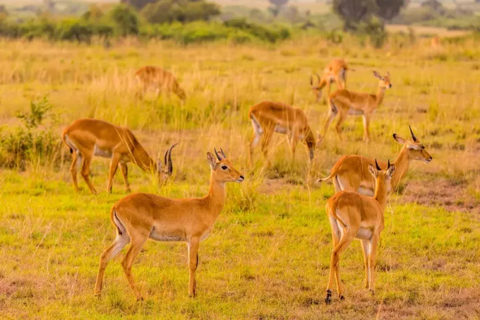 Framed Print : Antelope in Queen Elizabeth National Park, Uganda, East Africa, Africa Framed Print : Antelope in Queen Elizabeth National Park, Uganda, East Africa, Africa