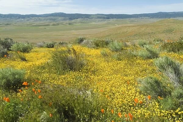 Antelope Valley Poppy Reserve