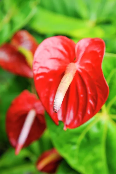 Framed Print : Anthurium, Kumily, Kerala state, South India, Asia
