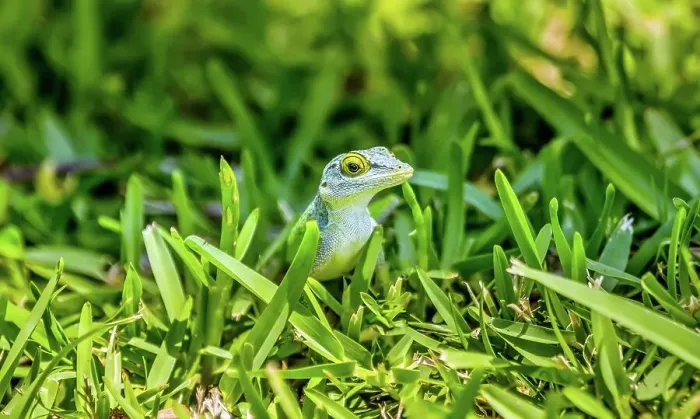 Framed Print : Antiguan Anole lizard (Anolis Leachii) in Bermuda, Atlantic, North America Framed Print : Antiguan Anole lizard (Anolis Leachii) in Bermuda, Atlantic, North America
