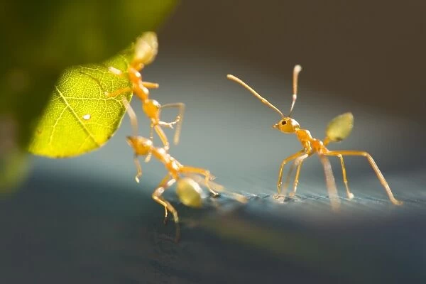 Ants, (Formicidea), Magnetic Island, Queensland, Australia