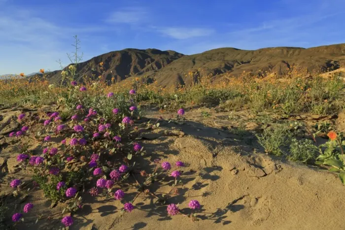 Framed Print : Anza-Borrego Desert State Park, Borrego Springs, California, United States of America Framed Print : Anza-Borrego Desert State Park, Borrego Springs, California, United States of America