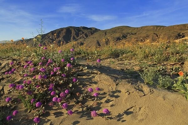 Anza-Borrego Desert State Park, Borrego Springs, California, United States of America