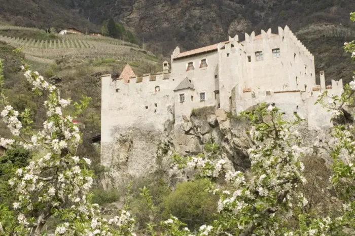 Framed Print : Apple blossom in spring and the castle at Castelbello, Adige Valley, Italy, Europe