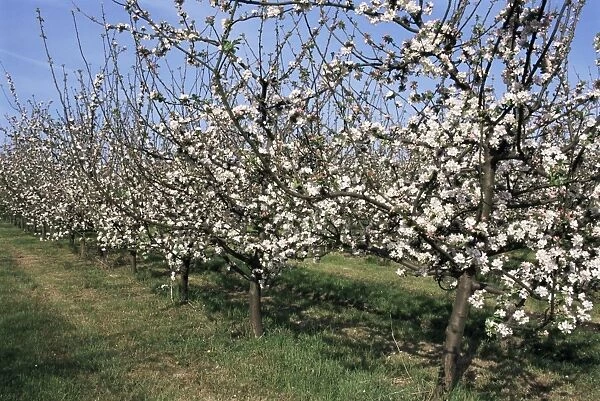 Apple trees in bloom, Normandie (Normandy), France, Europe