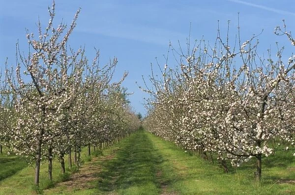 Apple trees in blossom, Normandy, France, Europe
