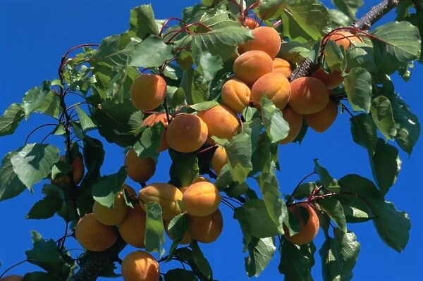 Apricots ripening on tree, Vaucluse, Provence, France, Europe