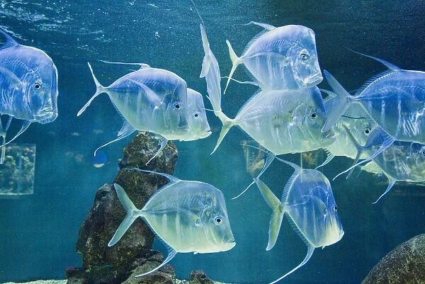 Aquarium, Oceanographic Institute, Monaco-Veille, Monaco, Europe