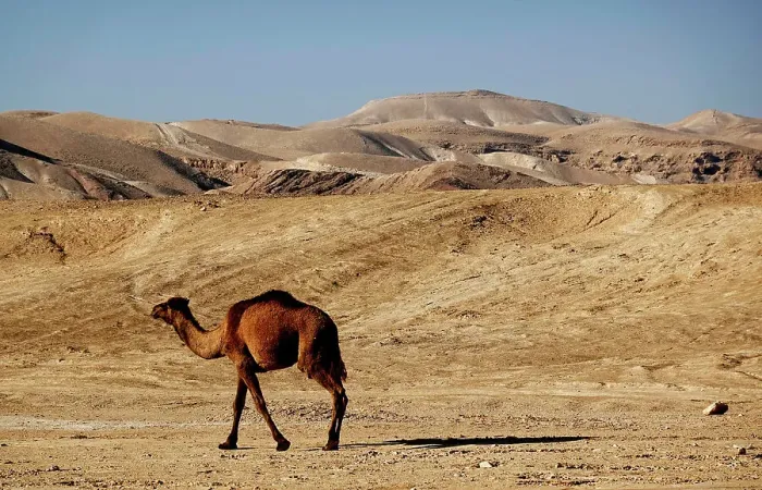 Framed Print : Arabian camel in the Judean Desert, Israel, Middle East Framed Print : Arabian camel in the Judean Desert, Israel, Middle East