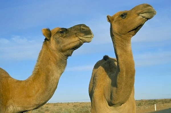 Arabian camels (Camelus dromedarius), feral in outback, New South Wales